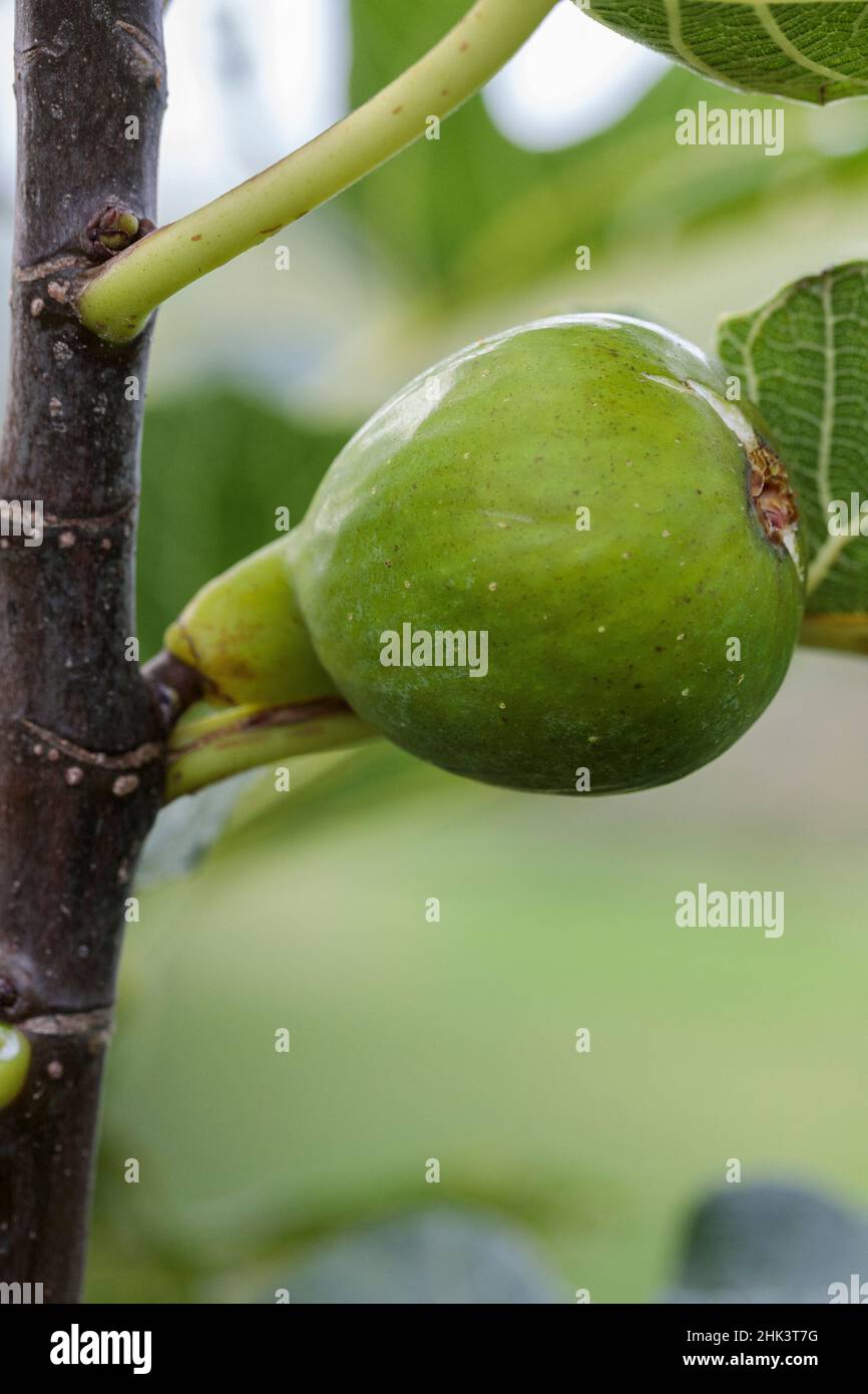 Portrait of the 'Malcolm's Giant' fig fruit Stock Photo