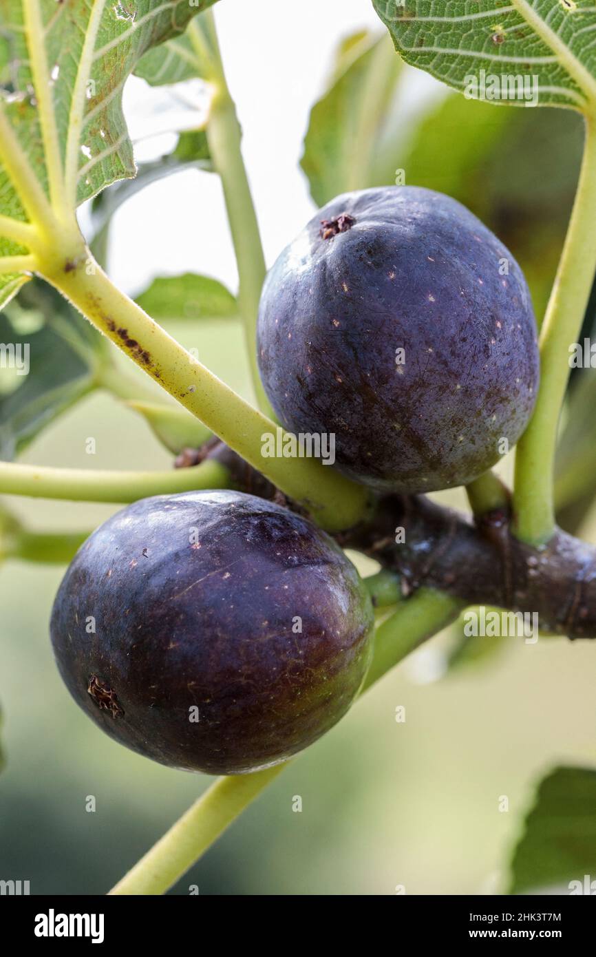 Portrait of the 'Ronde de Bordeaux' fig fruit Stock Photo