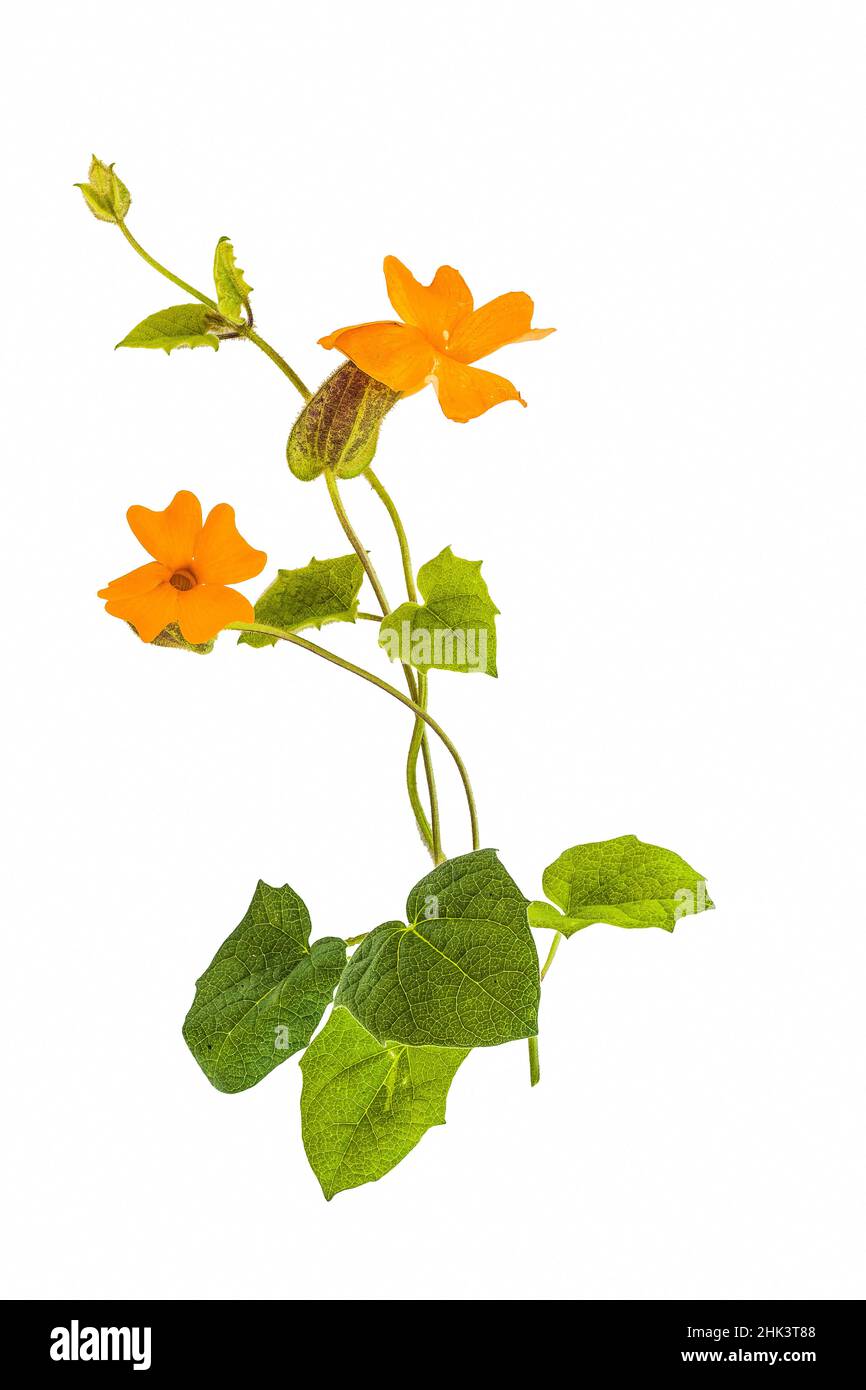 Flowering stems of Orange Clock Vine (Thunbergia gregorii) in studio