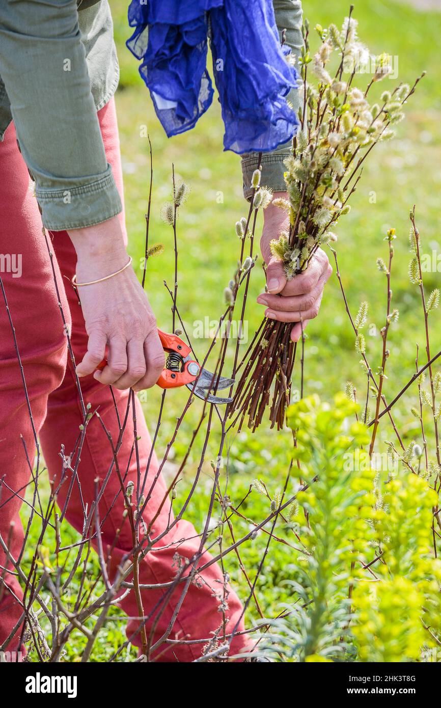 Woman pruning a catkin willow hedge in spring. Stock Photo