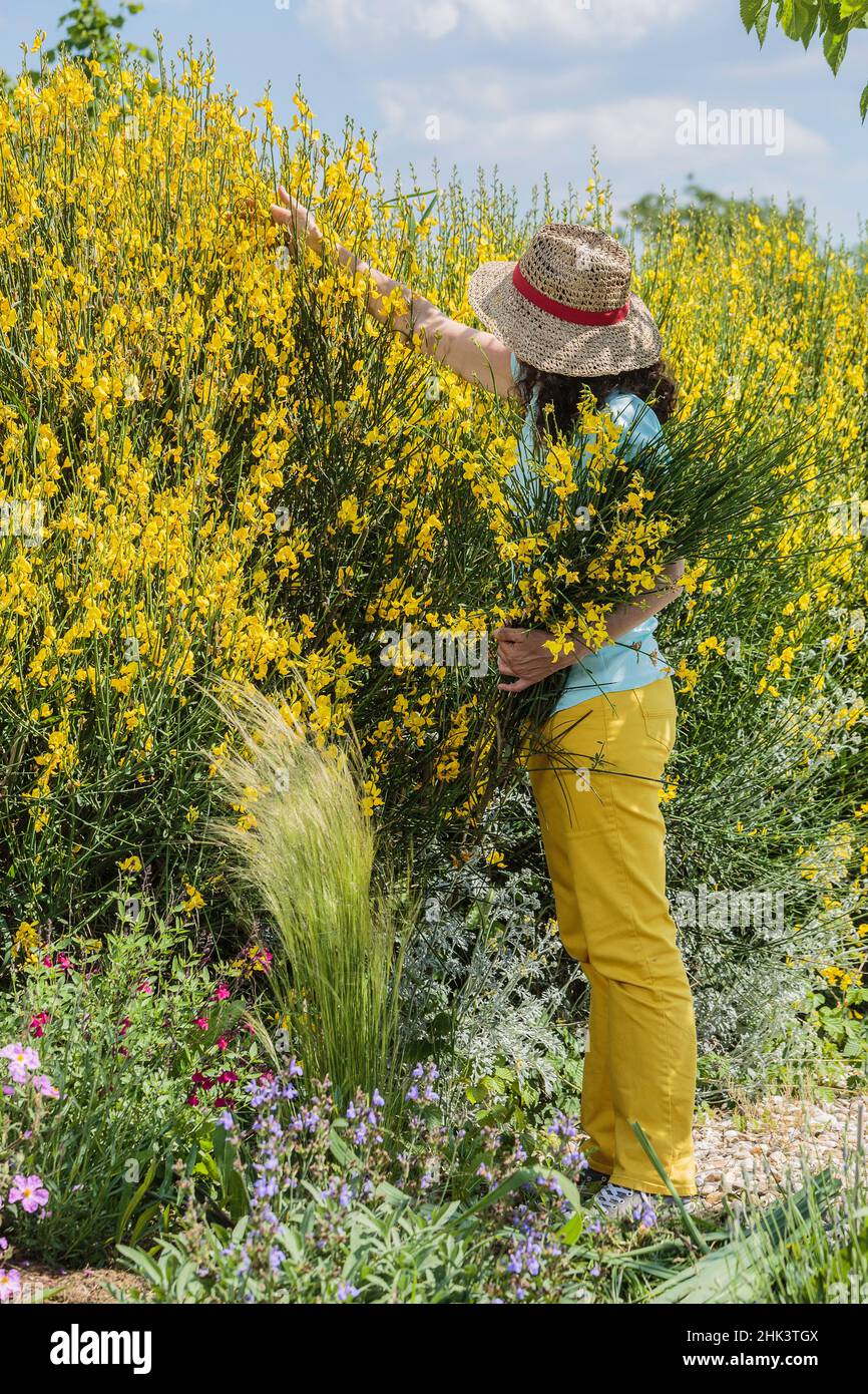 Woman pruning a Spanish broom hedge in May. Stock Photo
