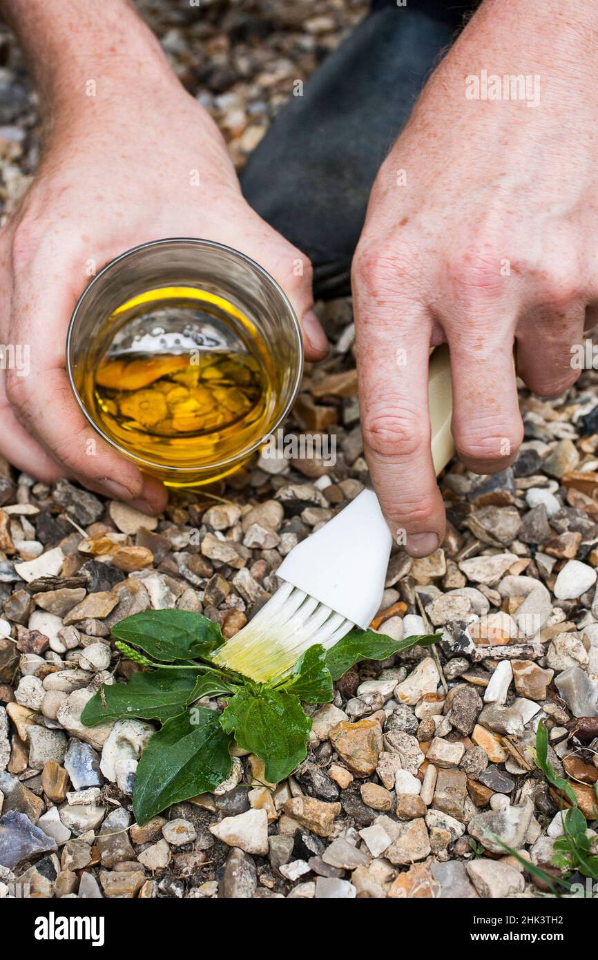 Brushing used cooking oil onto a weed rosette. The oil suffocates the
