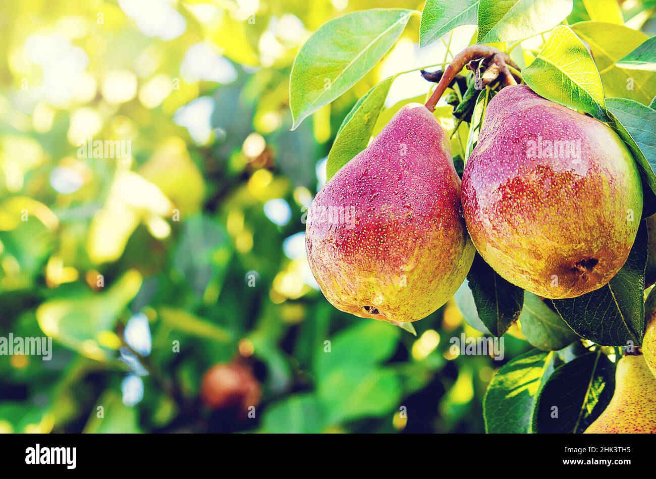 Pears on the tree. Selective focus. food and drink. Stock Photo