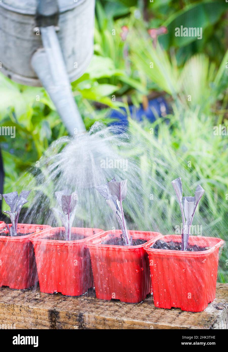 Watering cuttings in summer Stock Photo