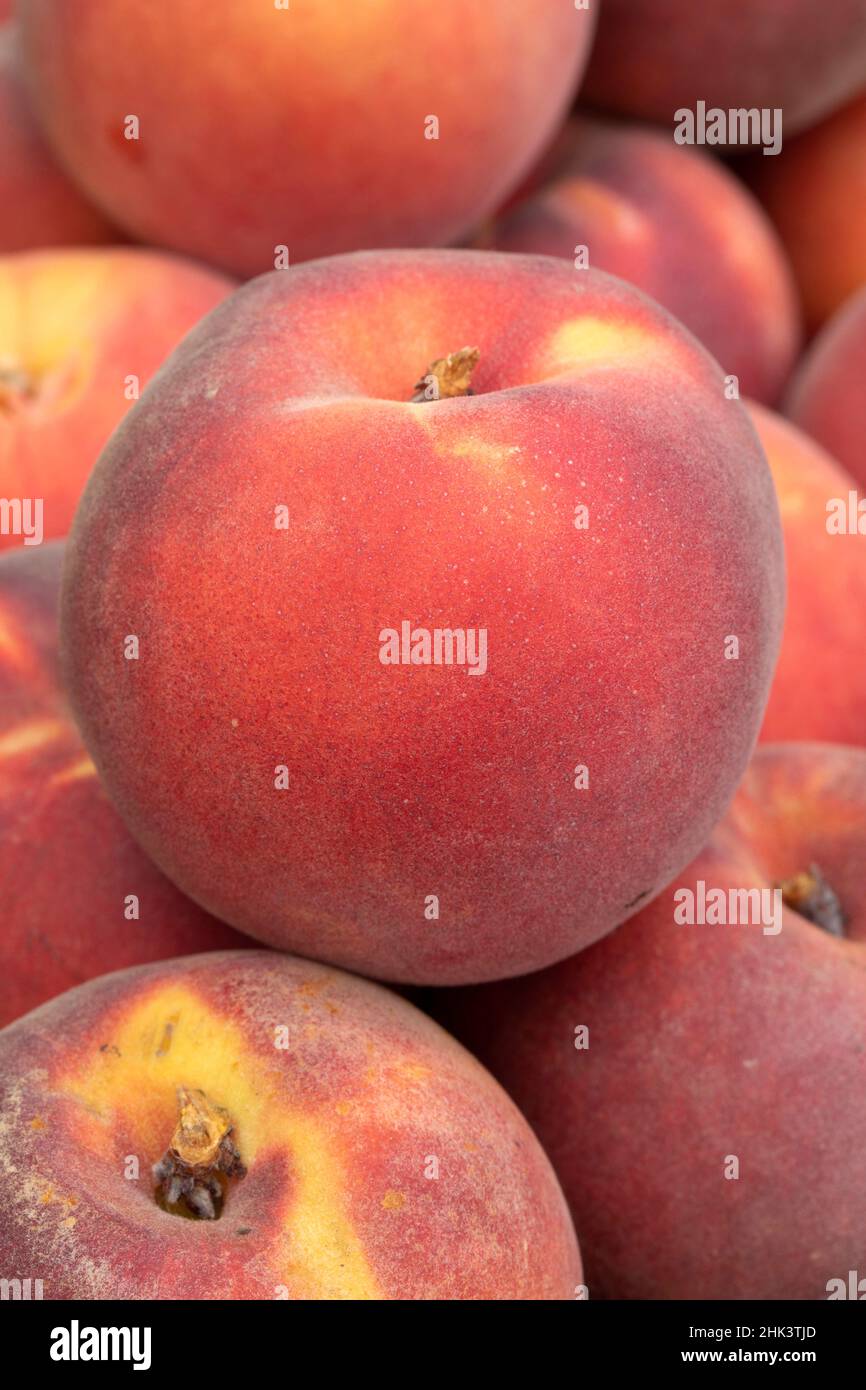Peach 'Crispstar' (Prunus persica) 'Crispstar' Stock Photo