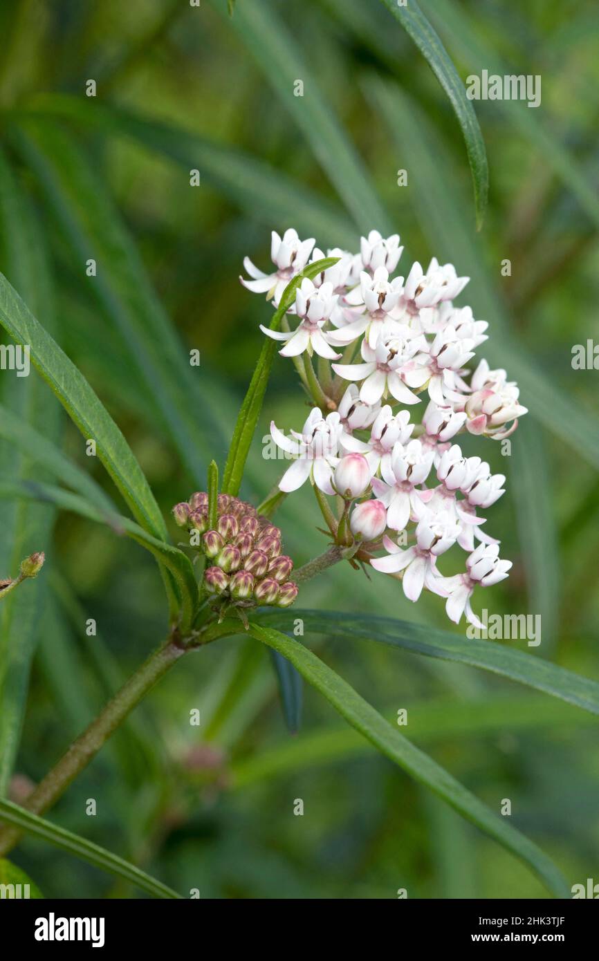 Whorled milkweed (Asclepias verticillata), flowers Stock Photo