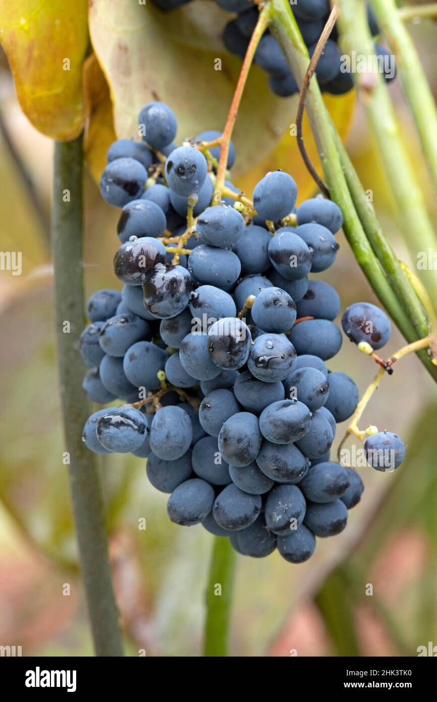 Chinese moonseed (Sinomenium acutum), fruits Stock Photo