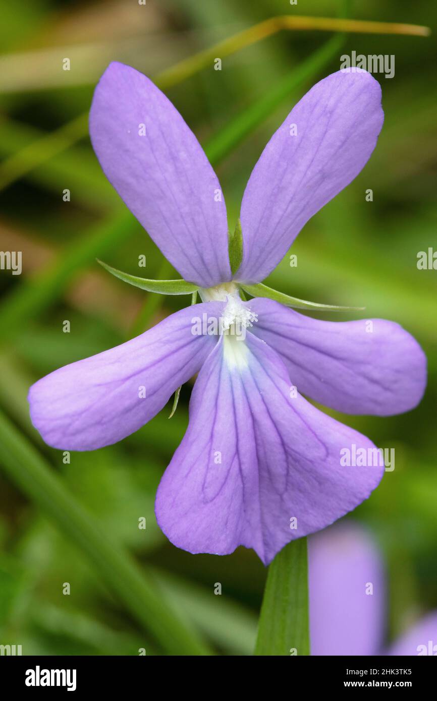 Horned pansy (Viola cornuta) flower,, Pyrenees, France Stock Photo