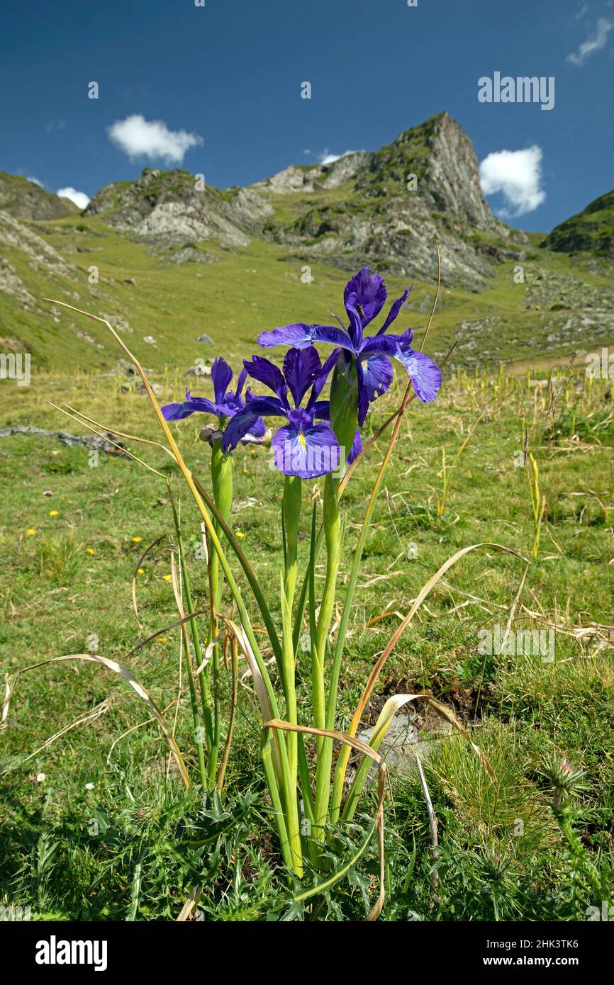 Pyrenean iris (Iris latifolia), Sers, Hautes-Pyrenees, France Stock Photo