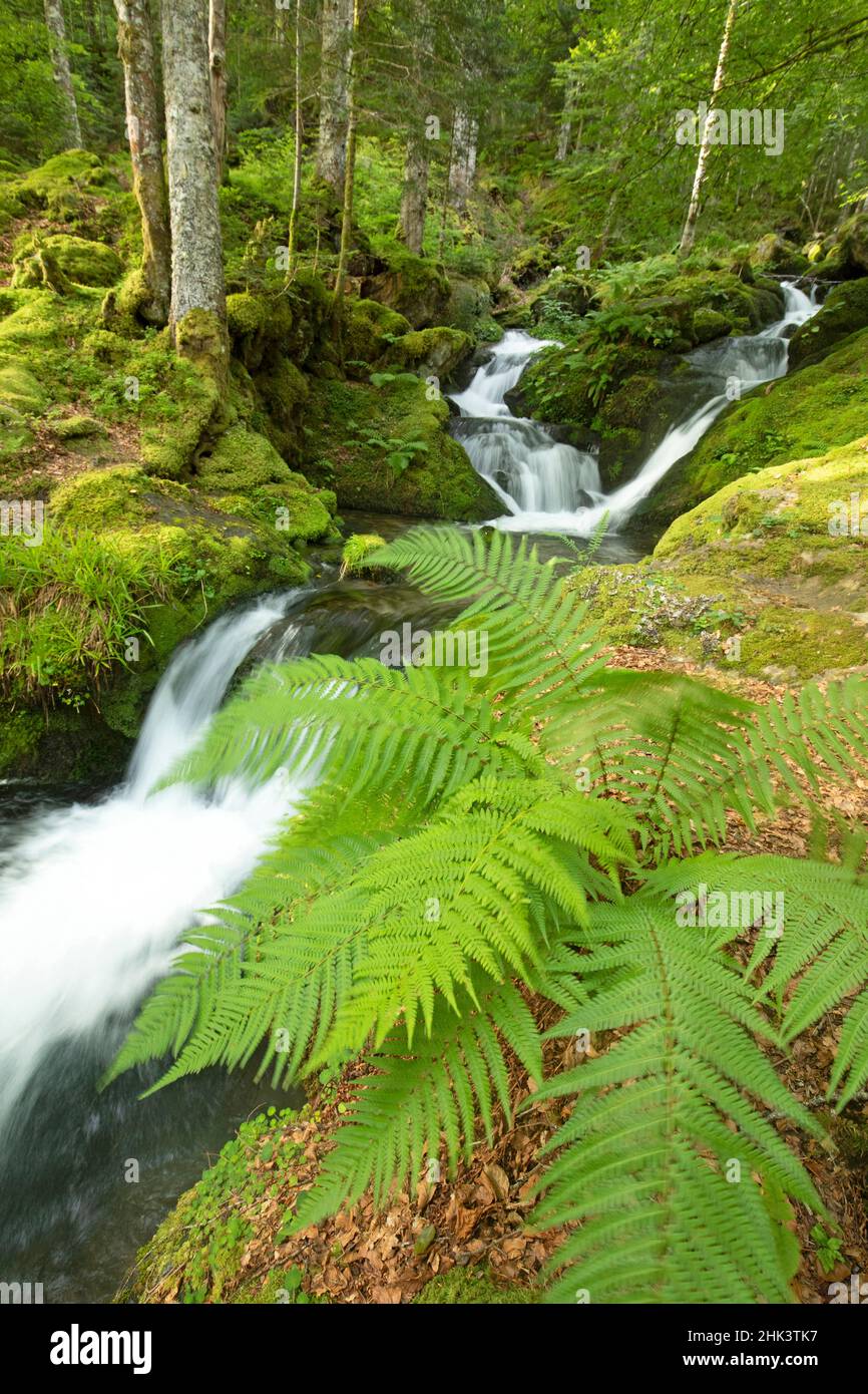 Fern on the edge of a waterfall, Bagneres-de-Bigorre, Le Lhecou, Hautes-Pyrenees, France Stock Photo
