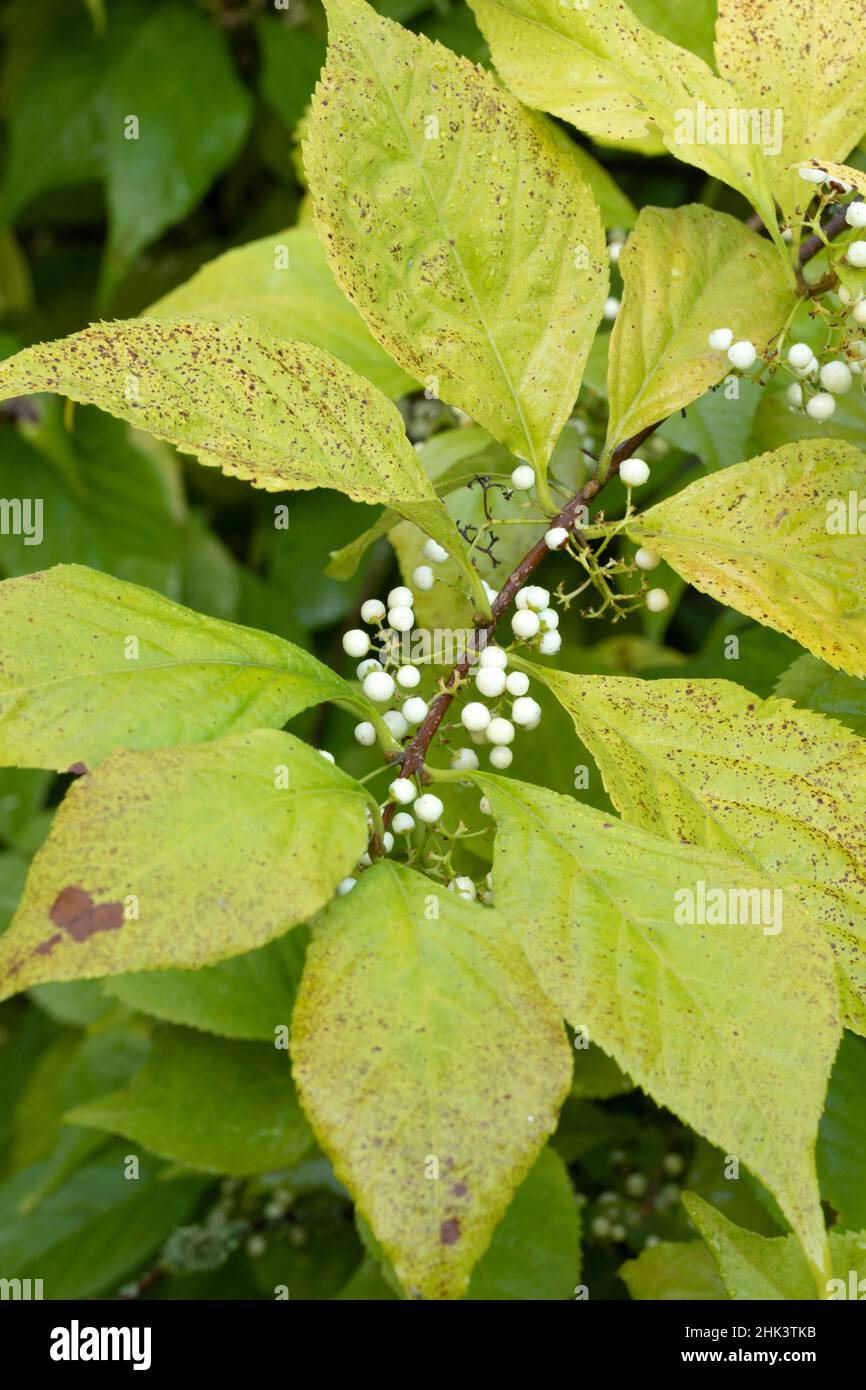White japanese beautyberry (Callicarpa japonica) 'Leucocarpa' Stock Photo