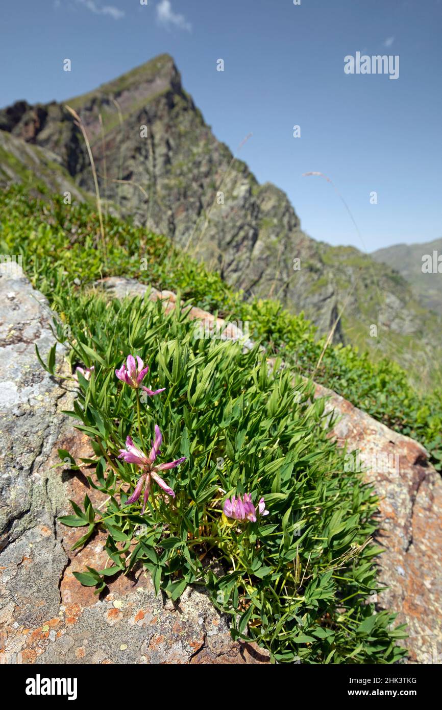 Alpine clover (Trifolium alpinum), Bagneres-de-Bigorre, Pas de Bouc, Hautes-Pyrenees, France Stock Photo