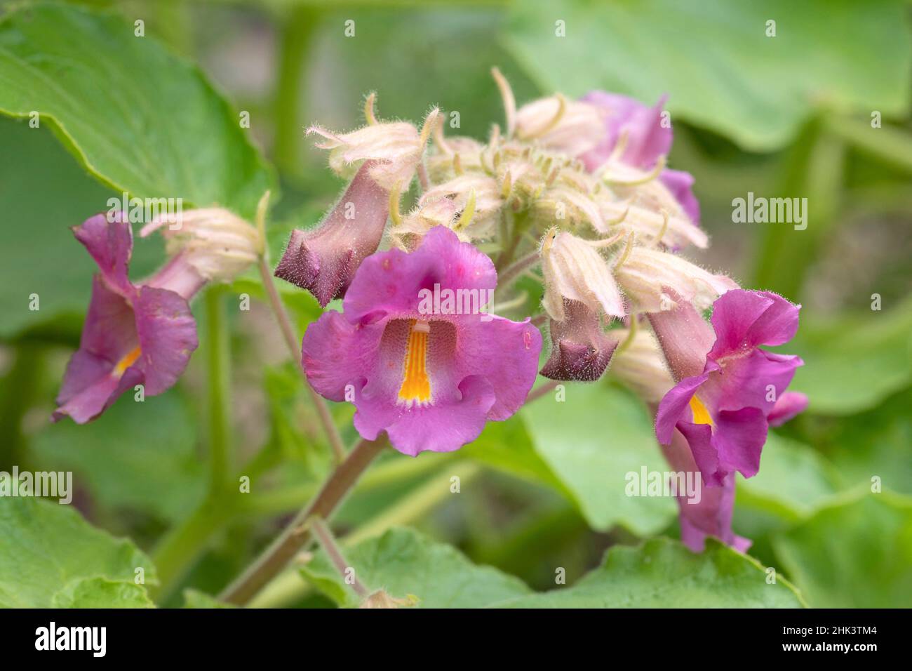 Purple-flowered Devil's-claw (Proboscidea louisianica) Stock Photo