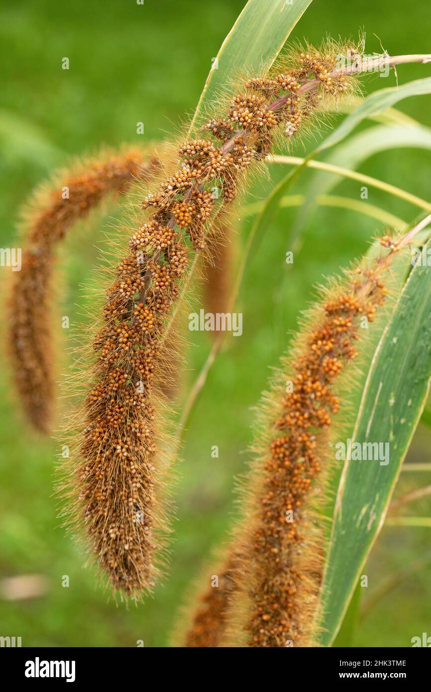 Foxtail millet (Setaria italica Stock Photo - Alamy