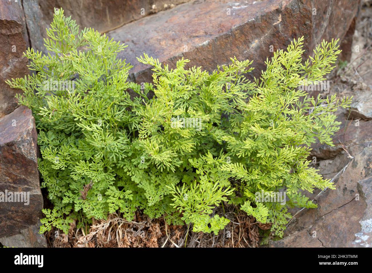 Parsley fern (Cryptogramma crispa), Sers, Hautes-Pyrenees, France Stock Photo