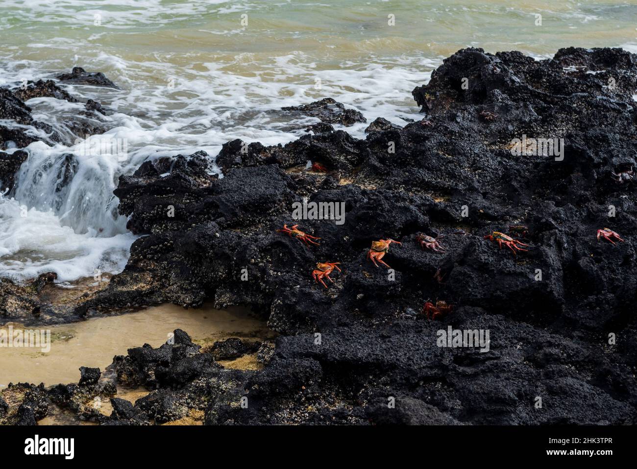 Ocean crab galapagos islands hi-res stock photography and images - Alamy