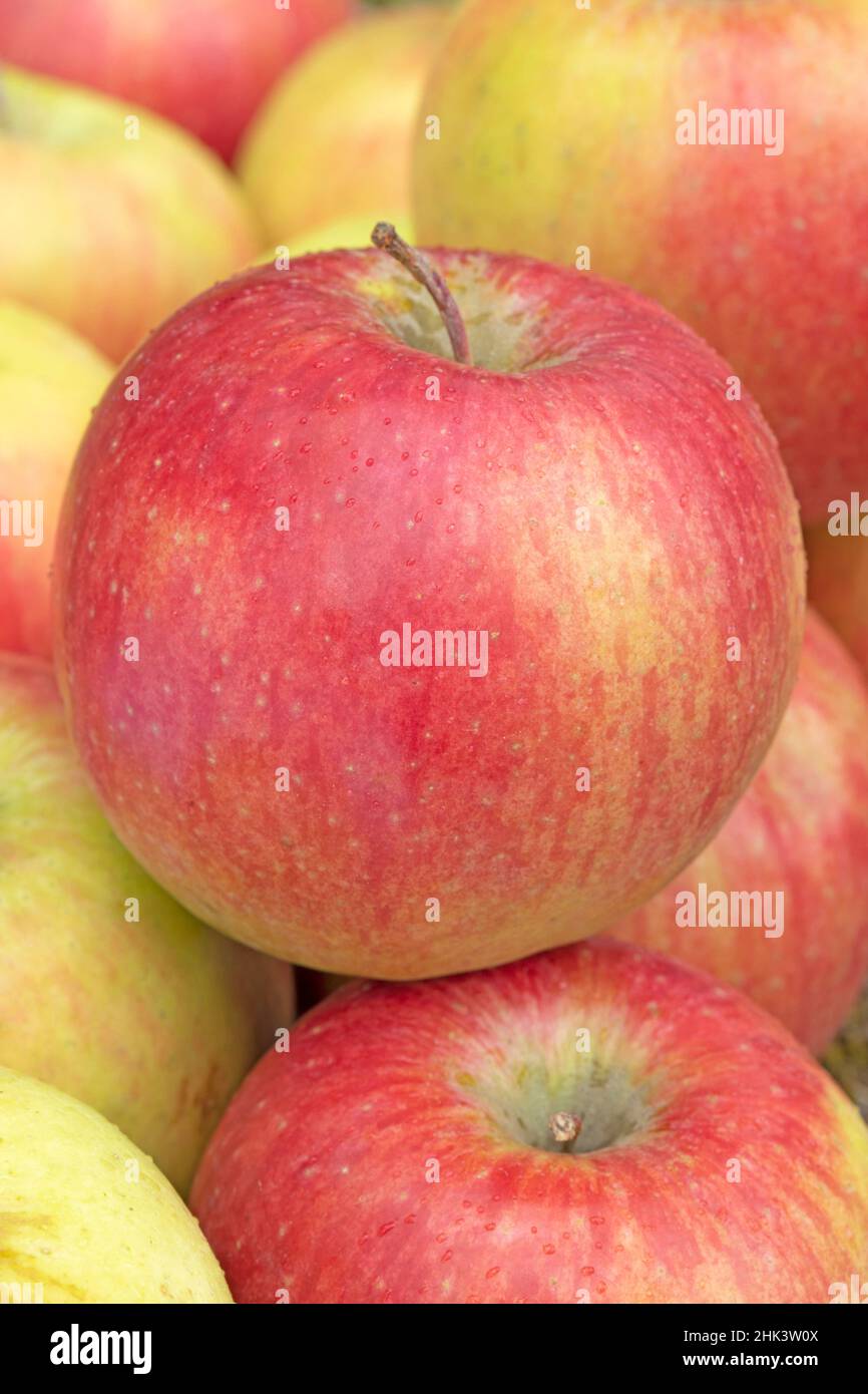 Apple 'Cripps Red' (Malus domestica) Stock Photo