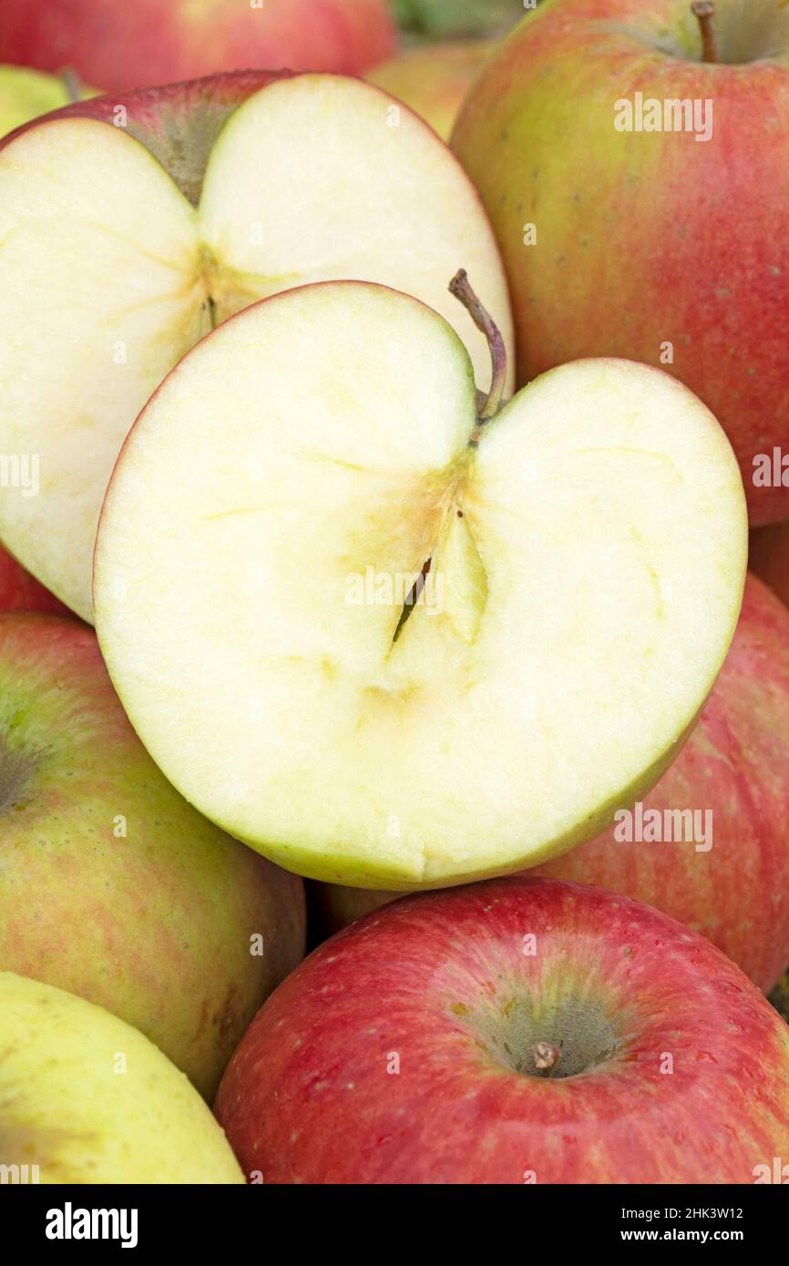 Sliced apple 'Cripps Red' (Malus domestica) Stock Photo