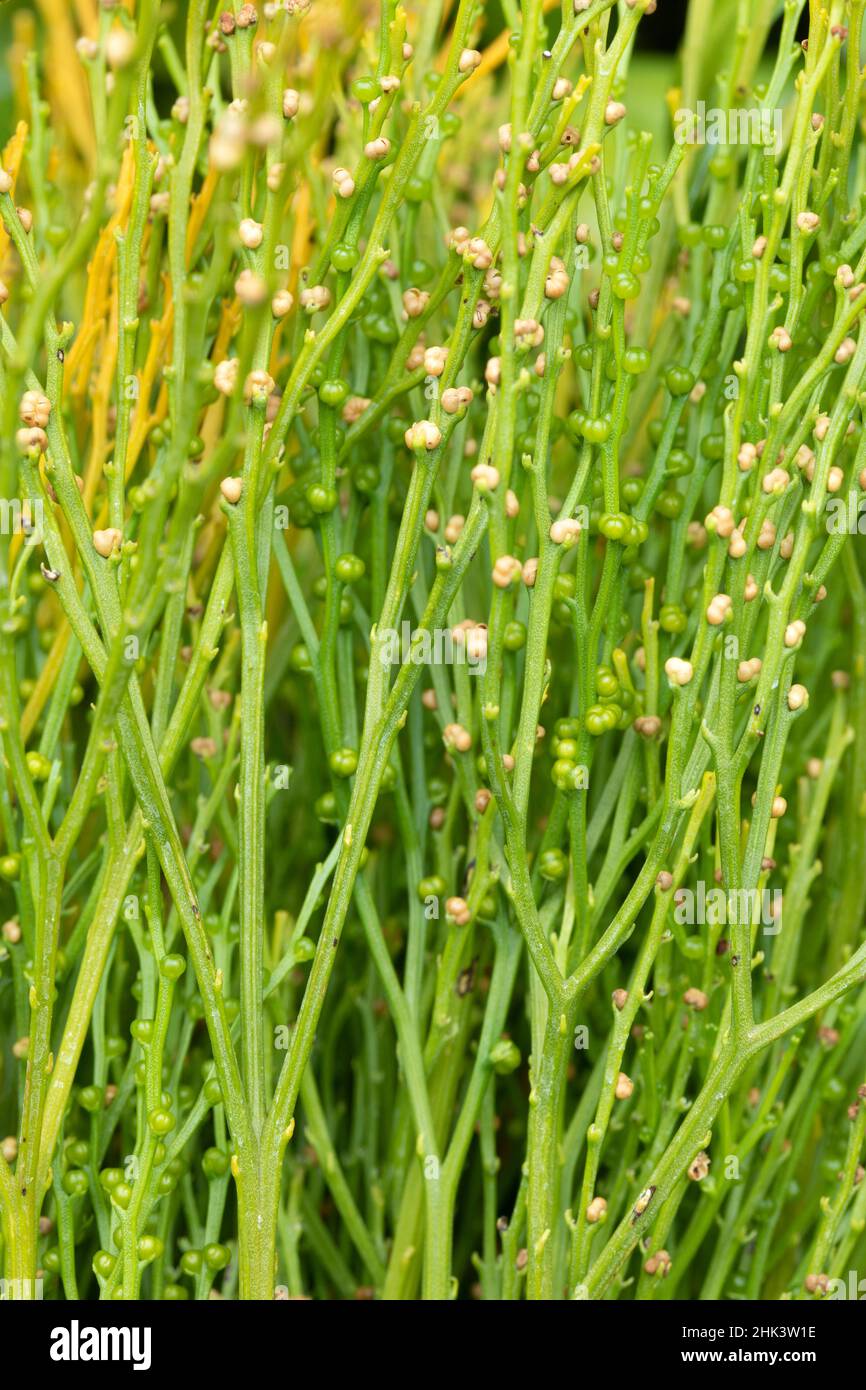 Whisk fern (Psilotum nudum Stock Photo Alamy