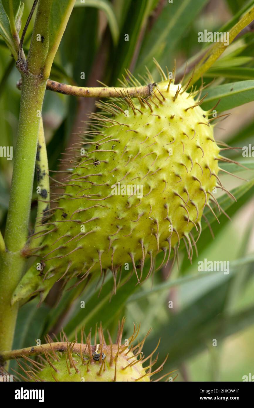 Wild cotton (Gomphocarpus fruticosus), fruit Stock Photo