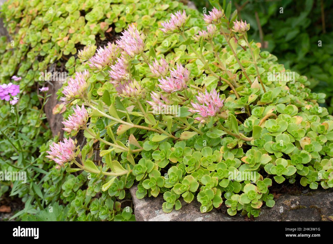 Caucasian stonecrop (Sedum spurium) in bloom Stock Photo