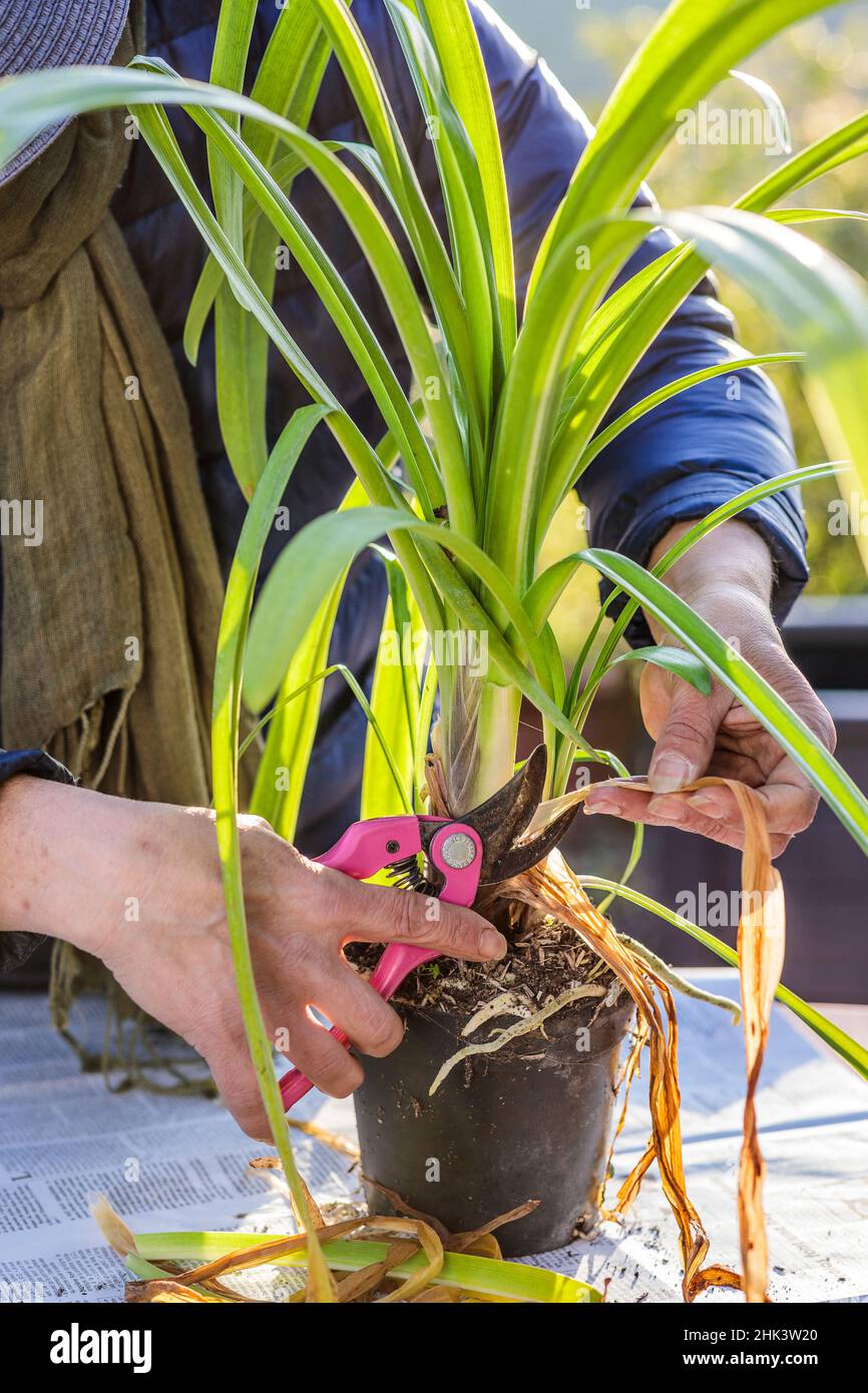 Repotting an agapanthus in a pot, at the end of winter, before spring: cleaning the old foliage. Stock Photo