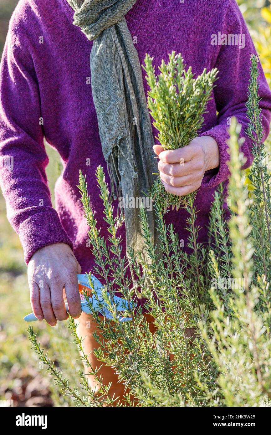 Woman harvesting and pruning Rosemary (Rosmarinus officinalis) Stock Photo