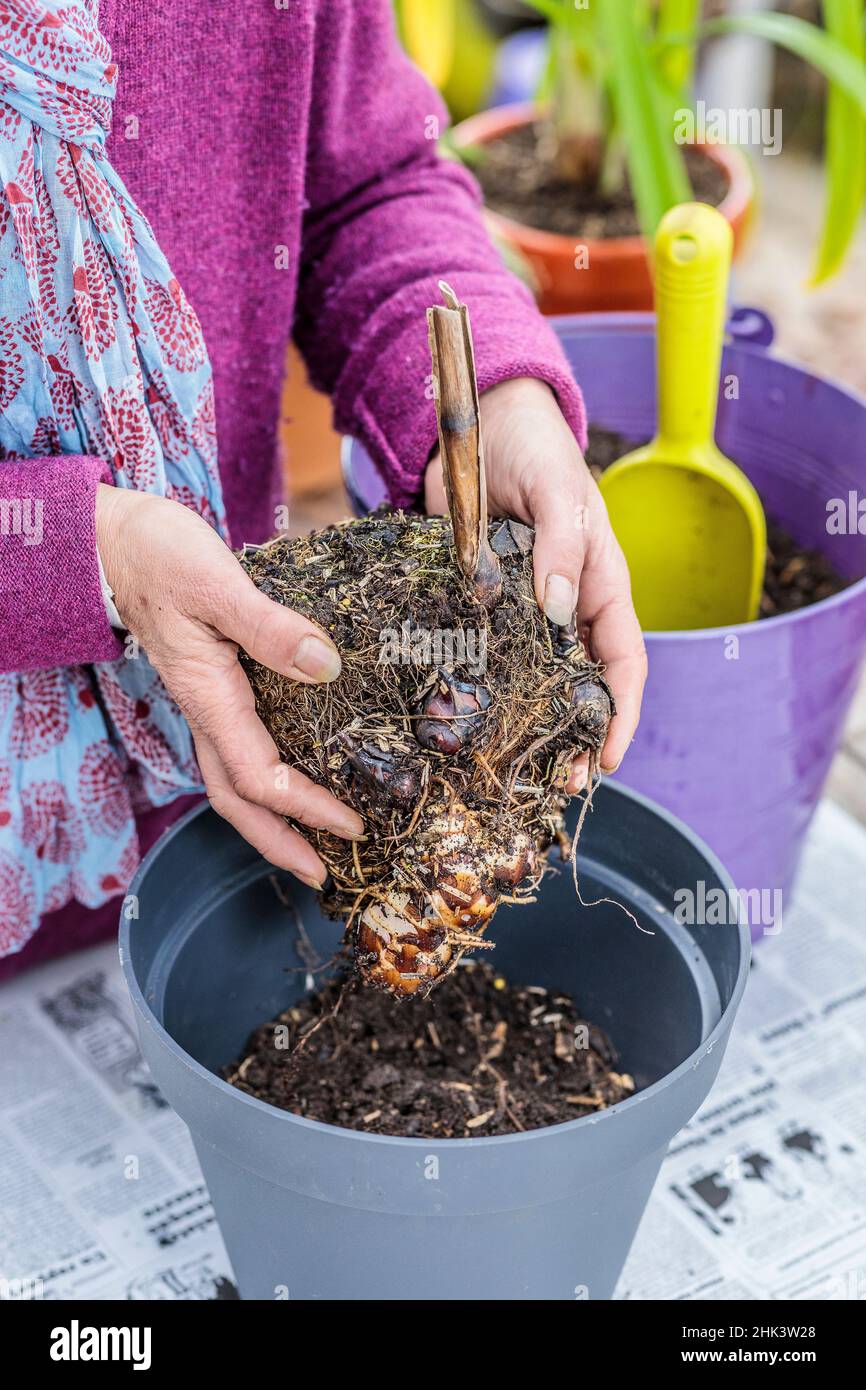 Starting a canna stump in a pot, indoors, in late winter. Stock Photo