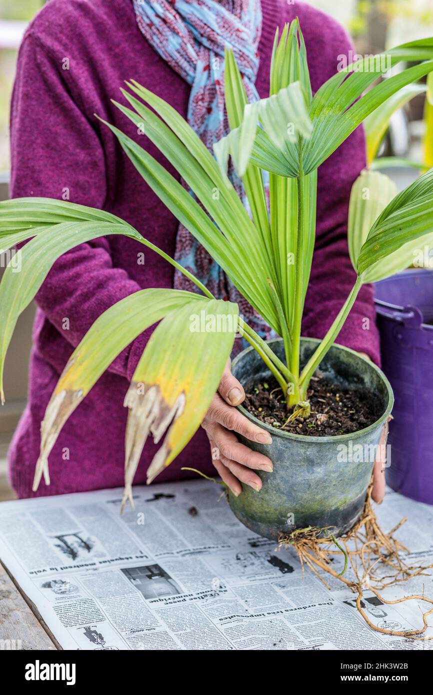 Potting a palm tree (Sabal) indoors, step by step. Subject before repotting. Stock Photo