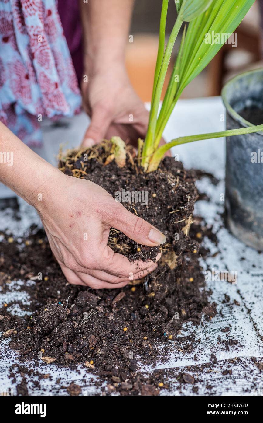 Potting a palm tree (Sabal) indoors, step by step. Remove the old substrate. Stock Photo