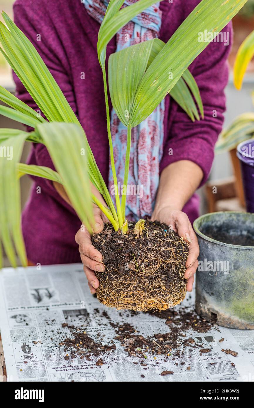 Potting a palm tree (Sabal) indoors, step by step.Take out of the pot. Stock Photo