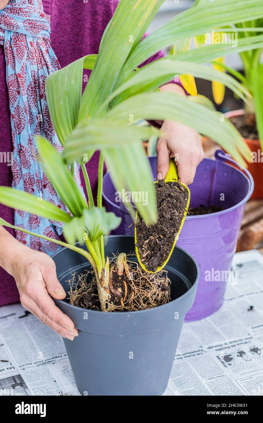 Potting a palm tree (Sabal) indoors, step by step. Filling with potting soil. Stock Photo