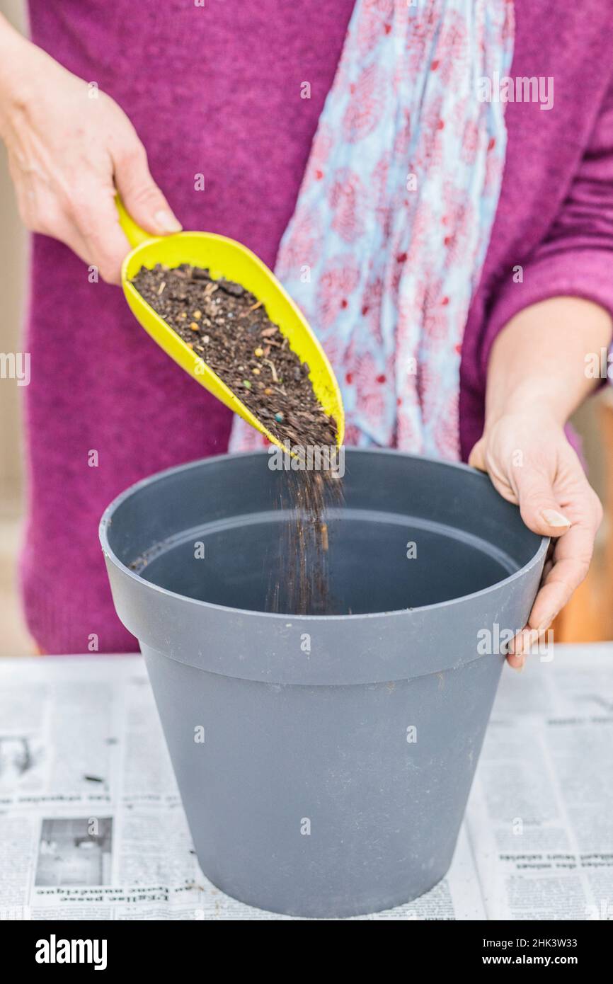 Potting a palm tree (Sabal) indoors, step by step. Potting soil filling. Stock Photo