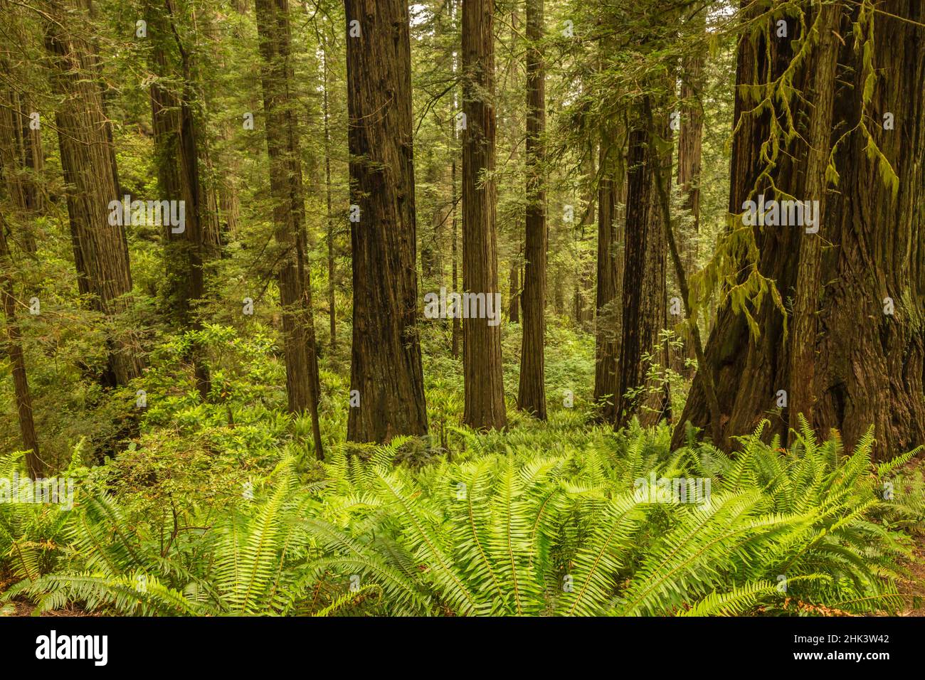 USA, California, Redwoods National and State Parks. Ferns and redwood forest. Credit as: Cathy & Gordon Illg / Jaynes Gallery / DanitaDelimont.com Stock Photo