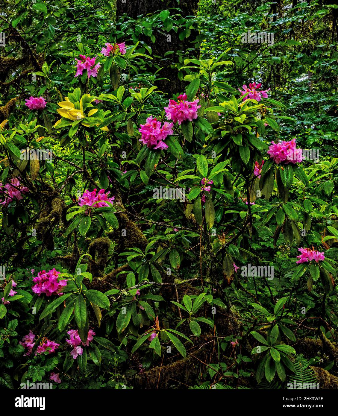 USA, California, Crescent City, Del Norte Redwoods State Park, Pacific Rhododendron Stock Photo