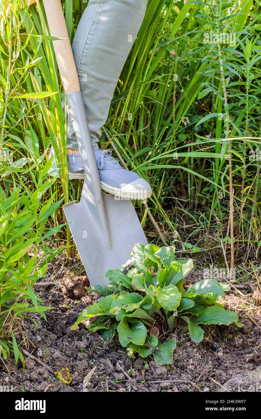 Division of a clump of primroses, step by step. Pulling up the clump ...