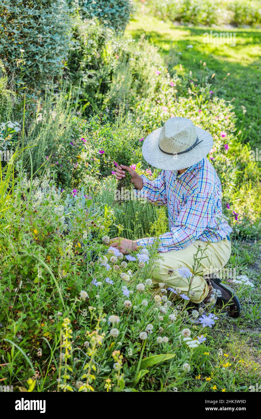 Man weeding a bed in a garden, in spring Stock Photo