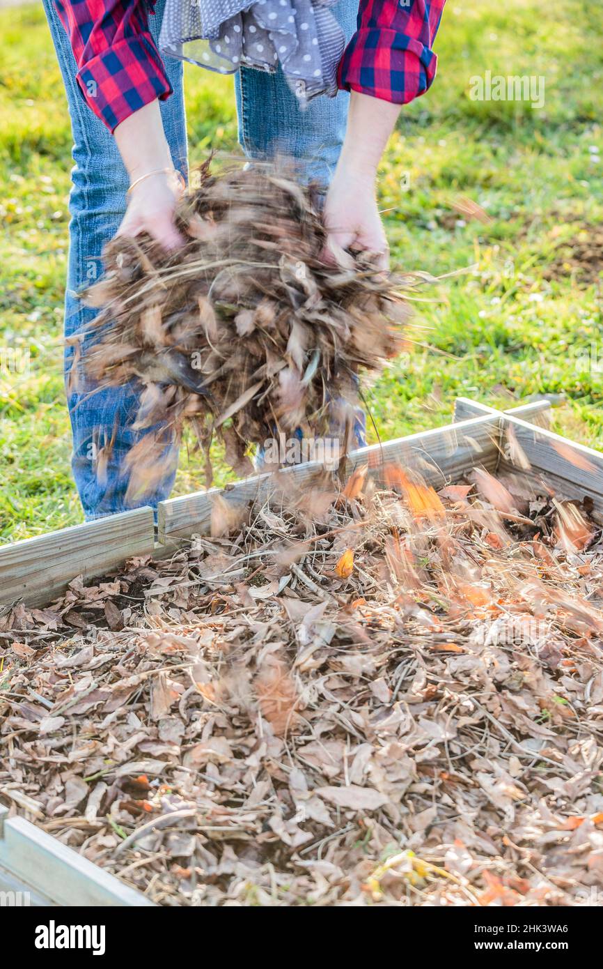 Adding dead leaves in a vegetable garden, as mulch Stock Photo Alamy