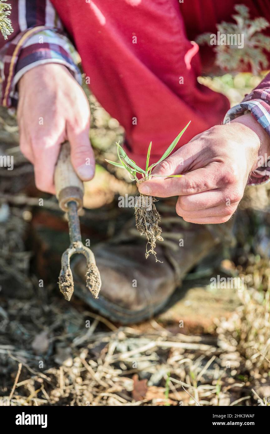 Weeding with a hand tool Stock Photo