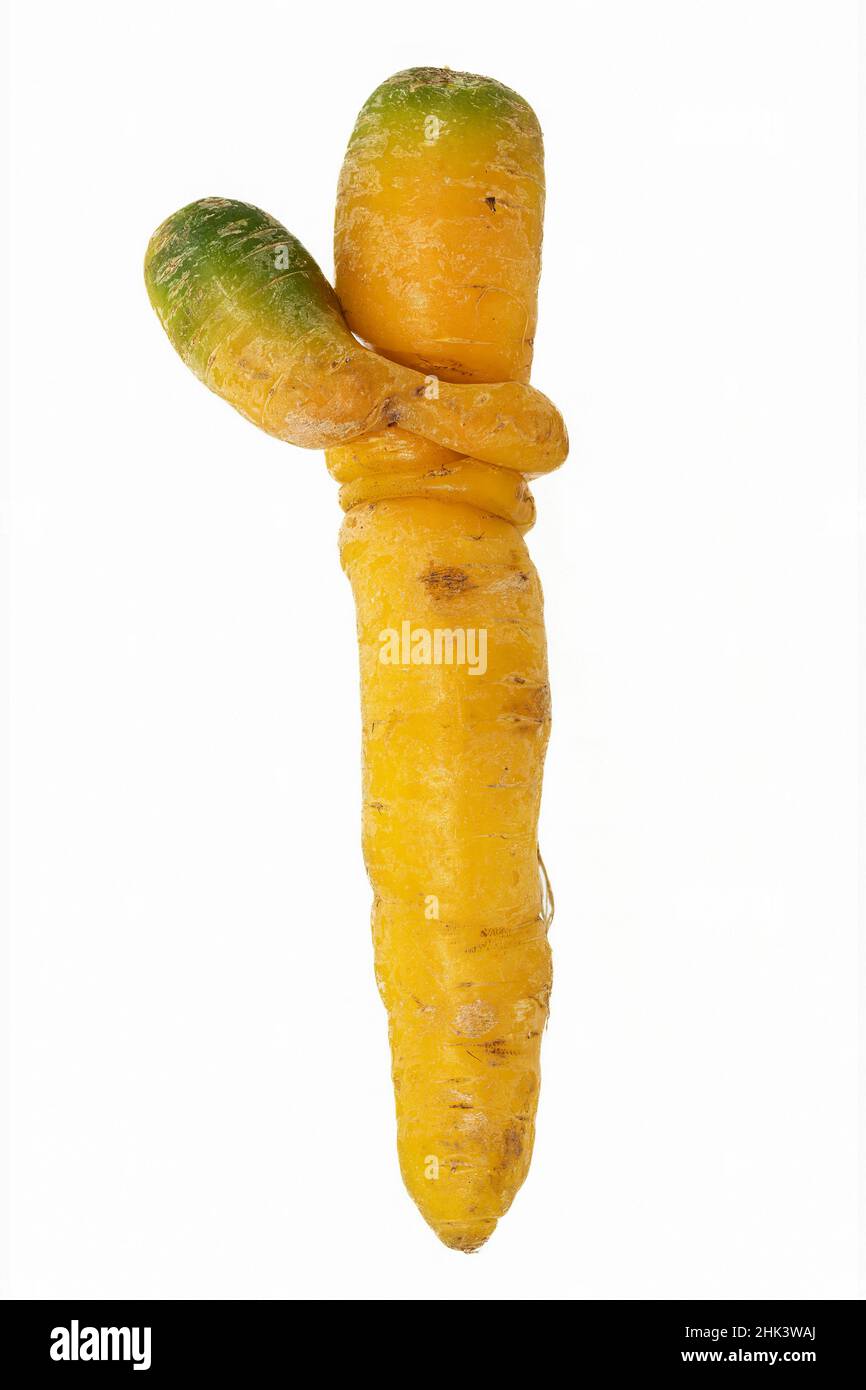 Two carrots (Daucus carota) intertwined on a white background Stock Photo