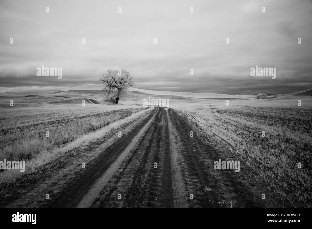 USA, Idaho, Palouse Country, Infrared Palouse fields, Backroad and Tree Stock Photo Alamy