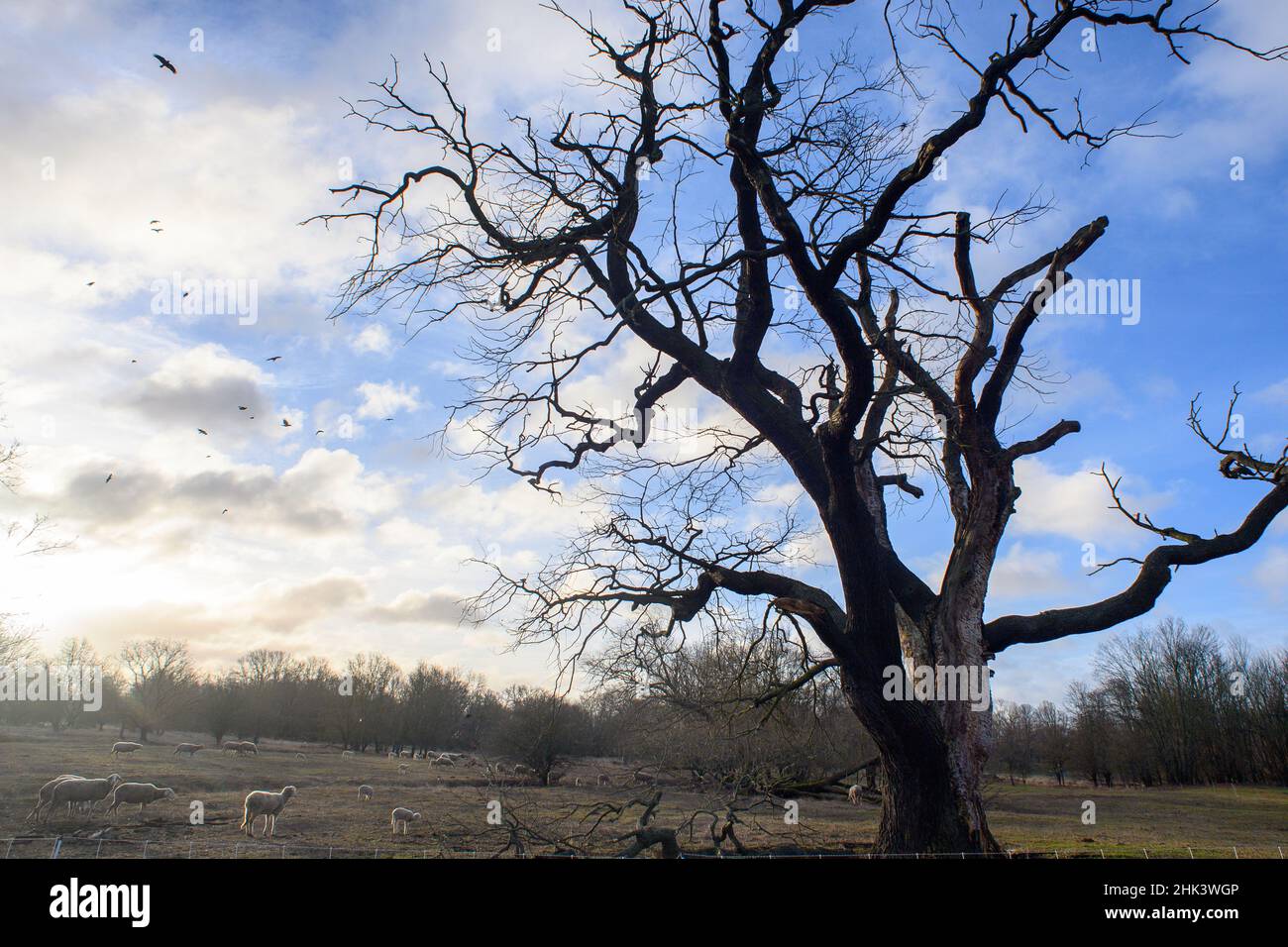 Magdeburg, Germany. 02nd Feb, 2022. Cloud cover breaks over the Elbe meadows while sheep graze under a gnarled tree. The weather is supposed to get brighter. Although it is still stormy in the morning, it is supposed to brighten up again and again during the day and the sun should appear. Credit: Klaus-Dietmar Gabbert/dpa-Zentralbild/ZB/dpa/Alamy Live News Stock Photo