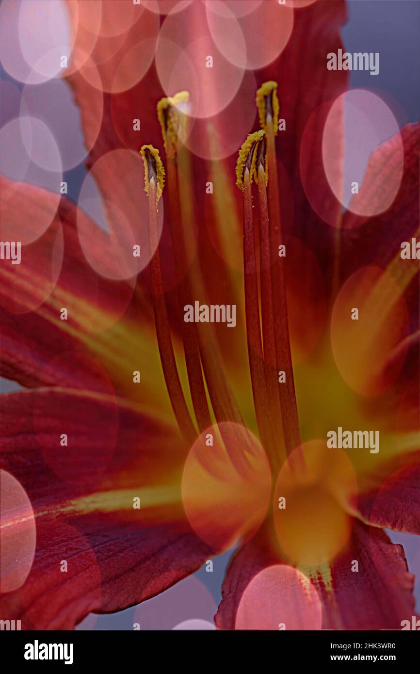 USA, California. Abstract of day lily flower. Stock Photo