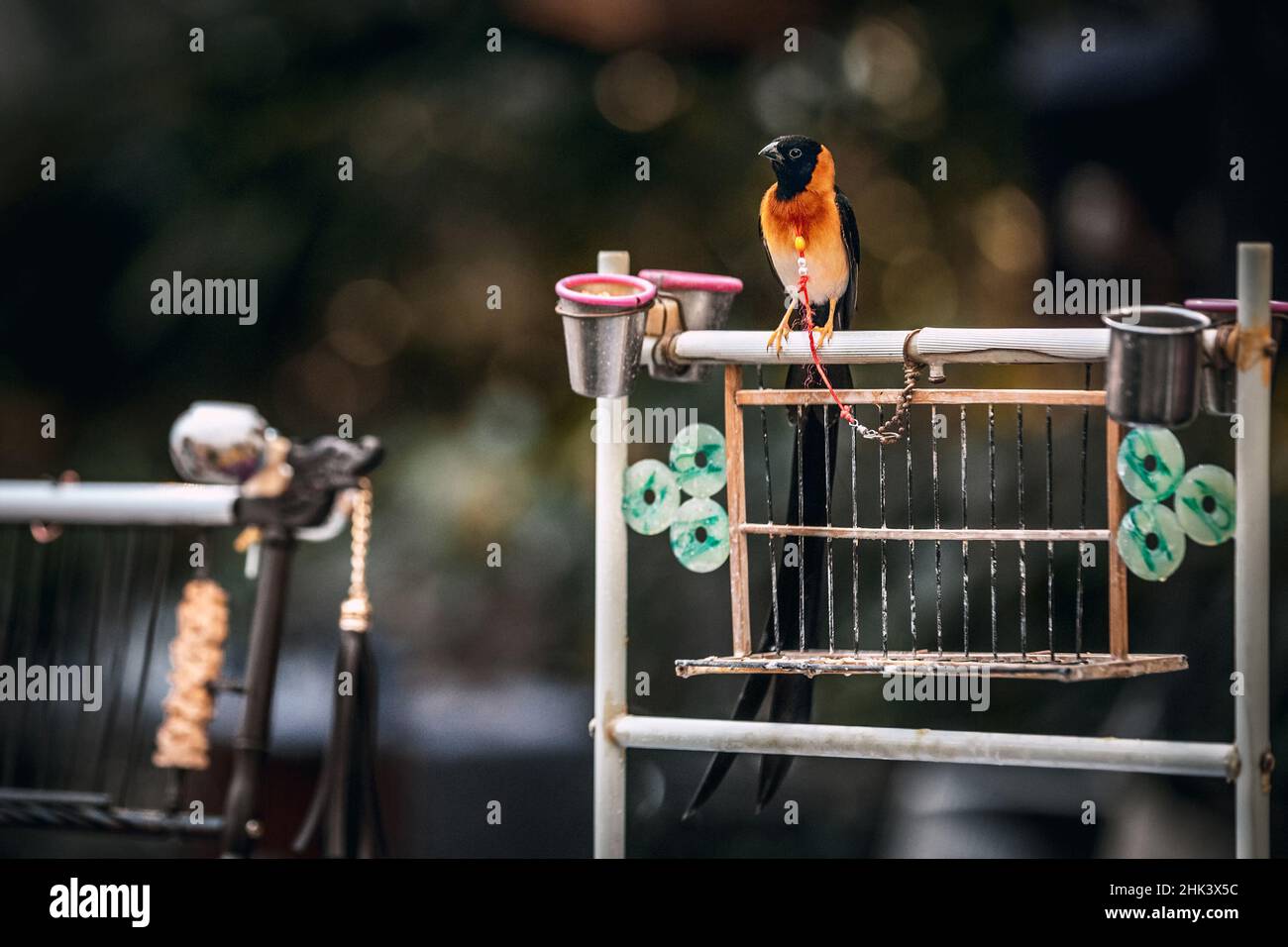 Birds in cages hanging at the street market in Hangzhou Stock Photo