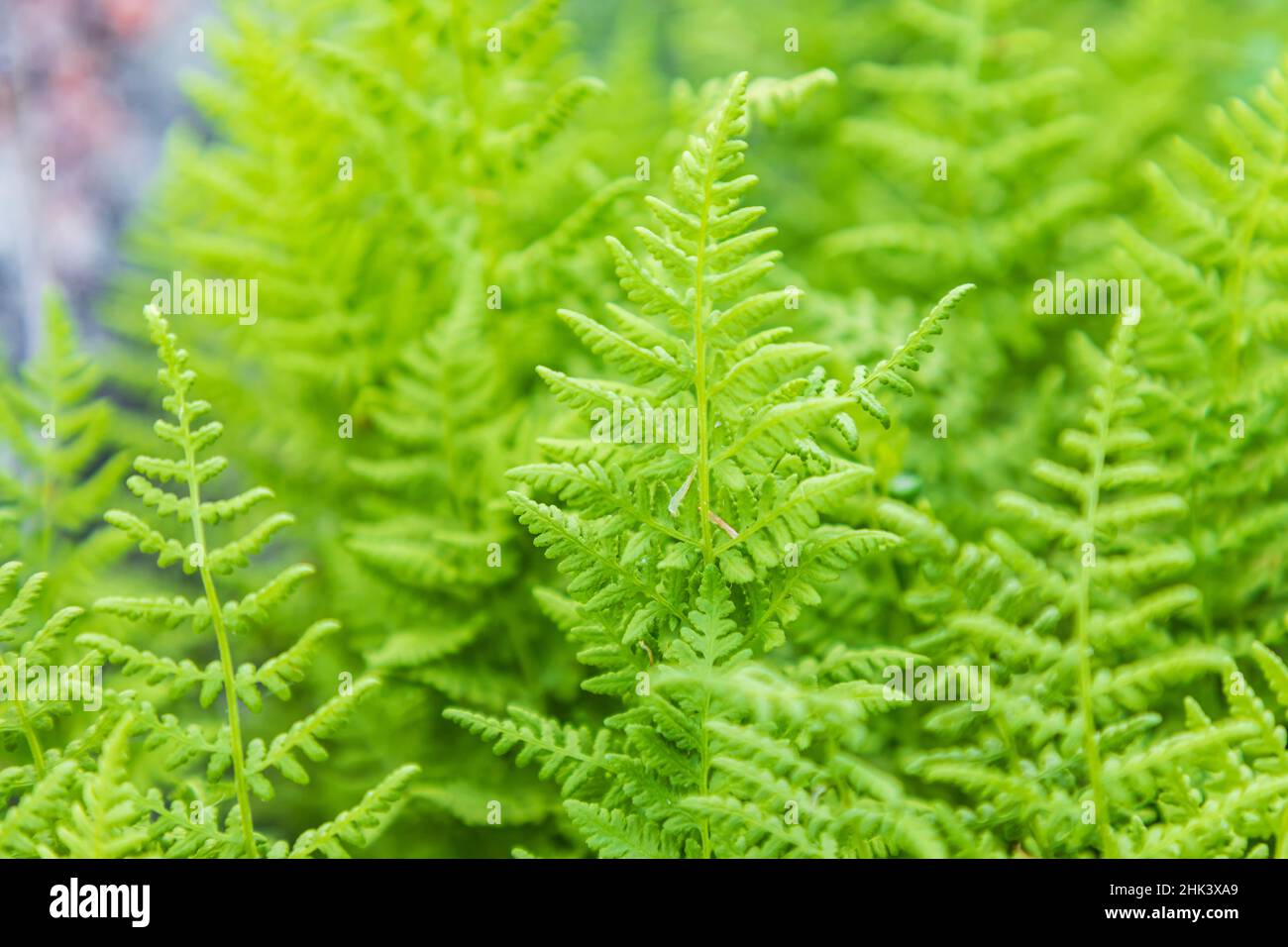 Castroville, Texas, USA. Ferns in the Texas Hill Country. Stock Photo