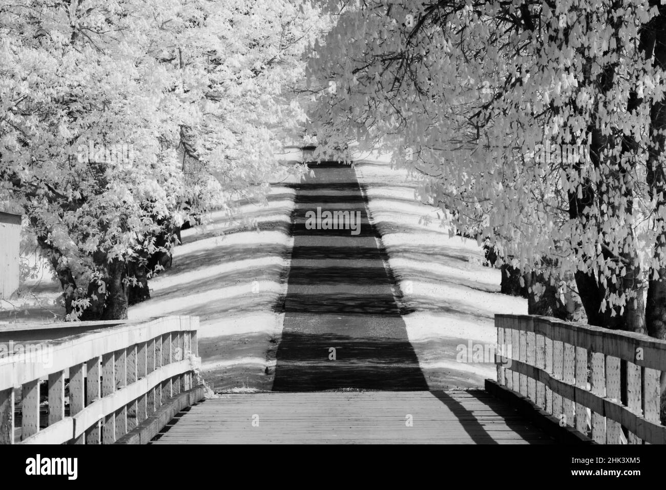 USA, Washington State, tree-lined road and tree shadows Stock Photo