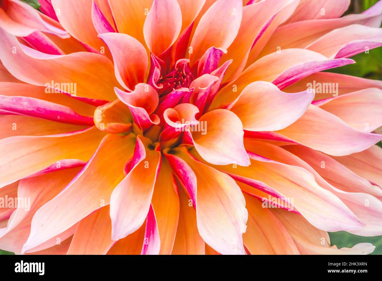Coral Apricot Pink Rose Peach Dinnerplate AA dahlia blooming. Dahlia
