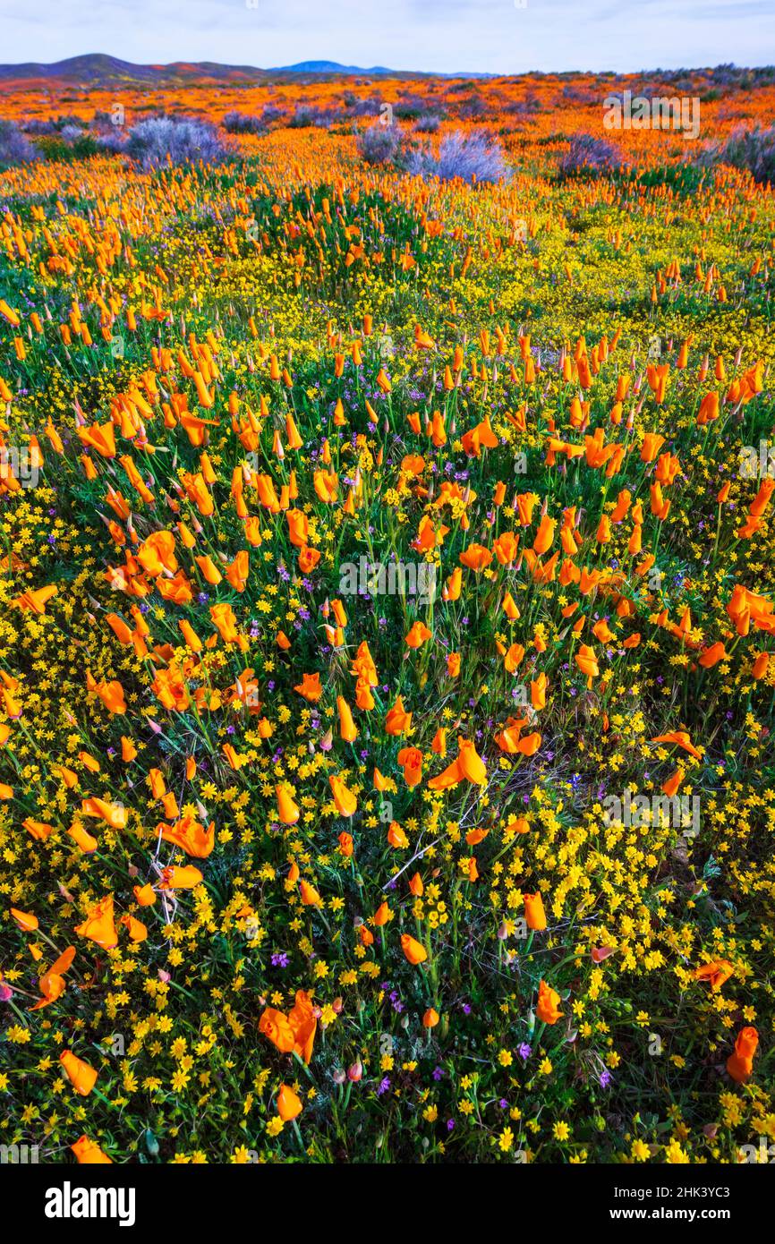California Poppies and Goldfield, Antelope Valley, California, USA