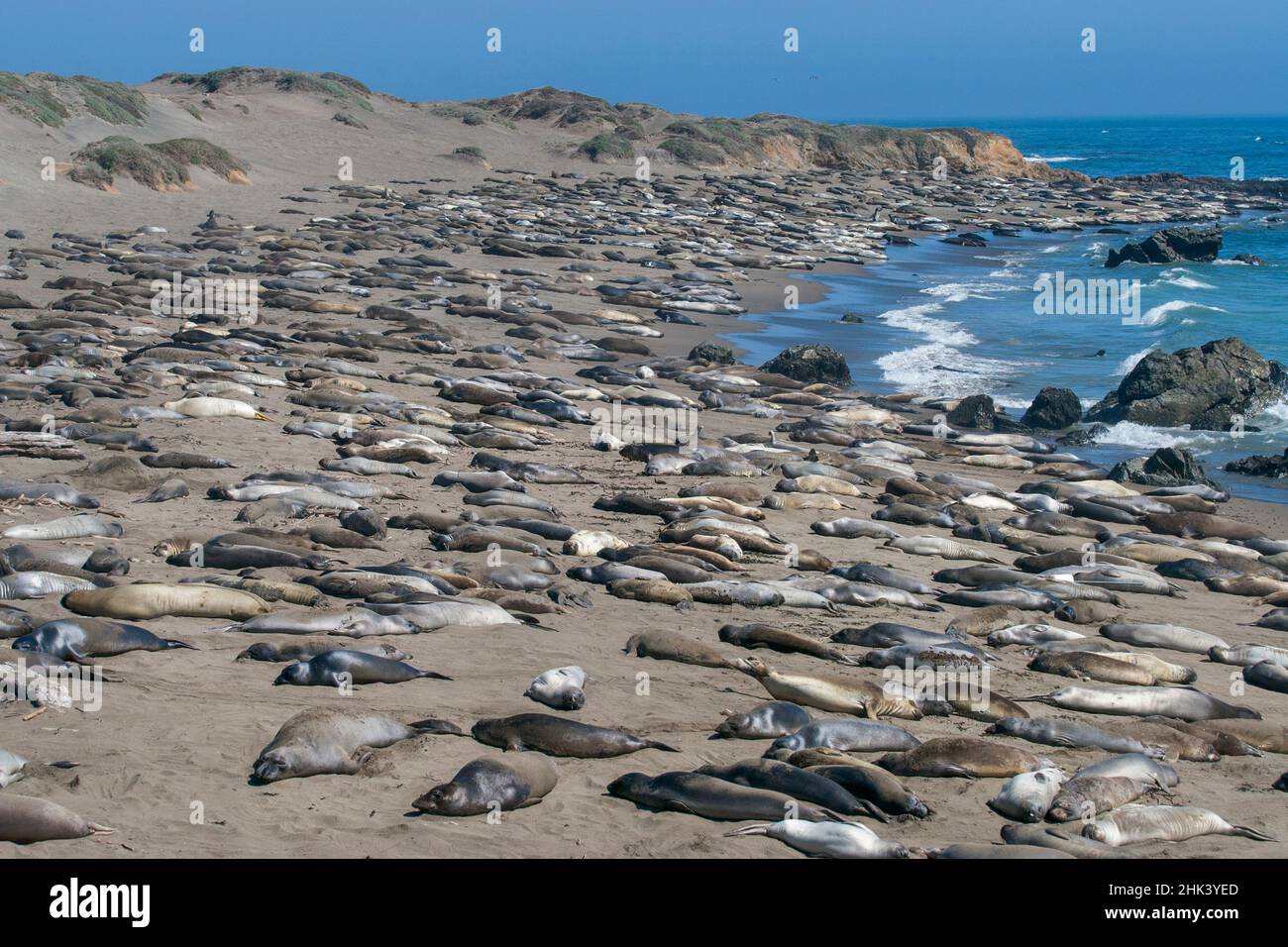 Elephant Seals on Beach,San Simeon,California Stock Photo