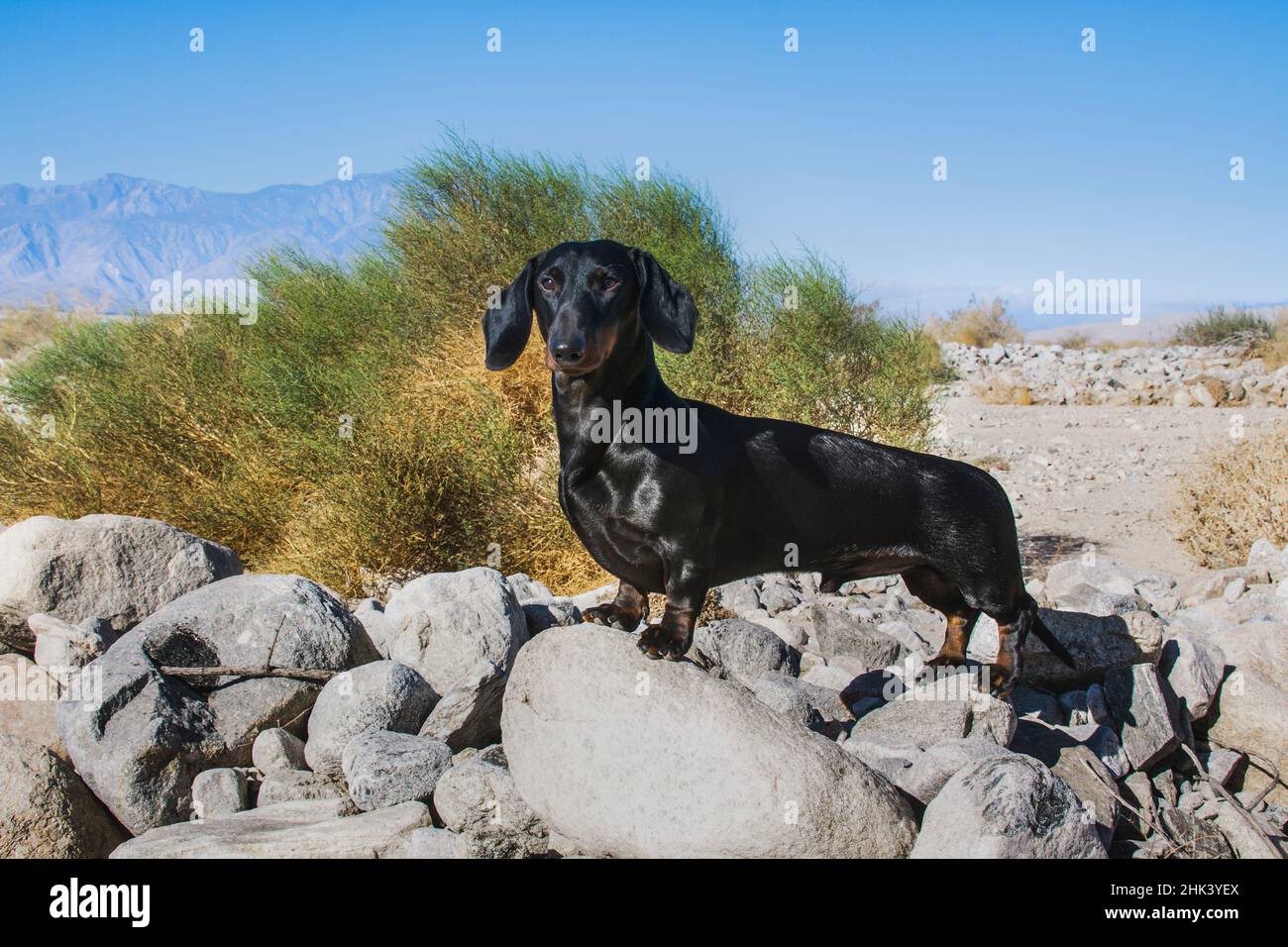 Doxen in the desert Stock Photo - Alamy